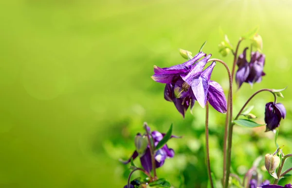 Columbine květiny izolované na zelené. — Stock fotografie