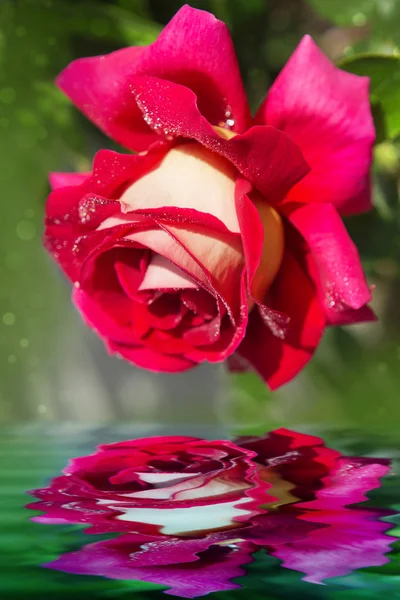 Single blooming red rose reflected in the water — Stock Photo, Image