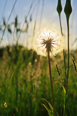 Karahindiba günbatımı karşı closeup.