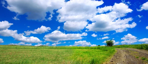 Estrada com campo de trigo e céu azul  . — Fotografia de Stock