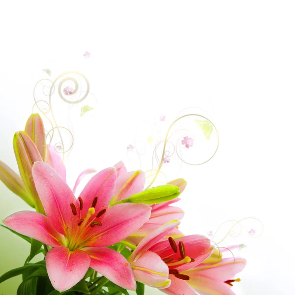 Pink lily flowers background. — Stock Photo, Image