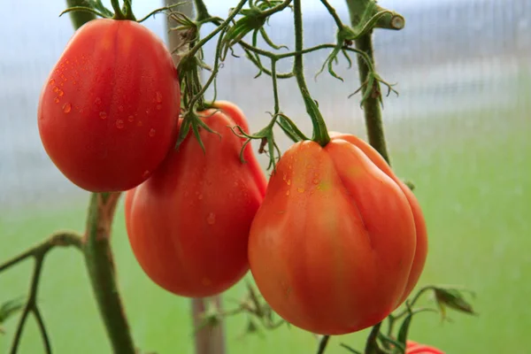 Rijpe natuurlijke grote tomaten . — Stockfoto