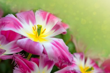 Pembe Laleler arka plan.