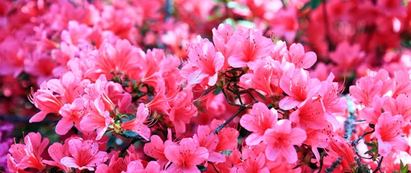 Fondo de azalea rosa . — Foto de Stock