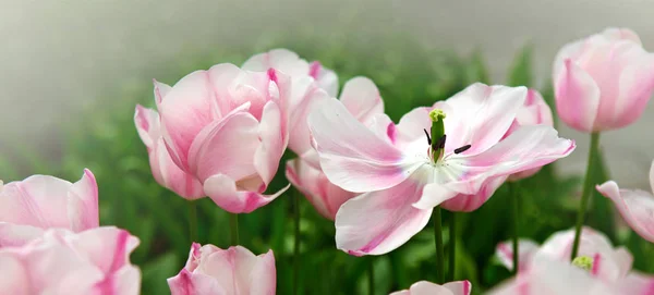 Fundo de tulipas rosa . — Fotografia de Stock