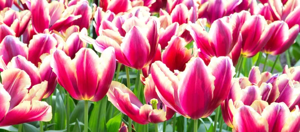 Красные тюльпаны в саду. Пасхальный фон . — стоковое фото