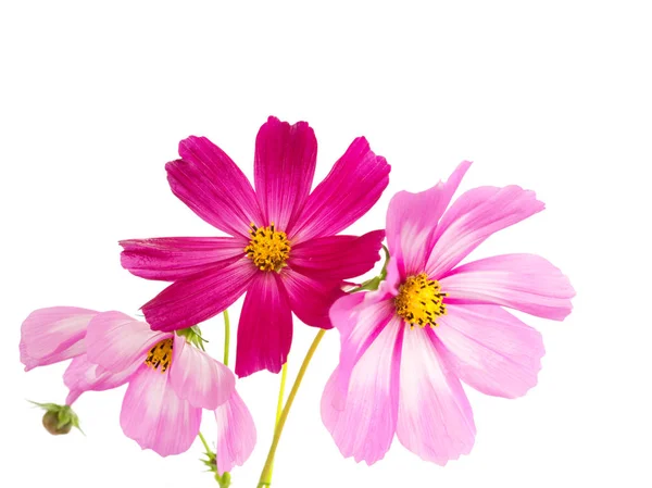 Flores cosmos isolado em branco . — Fotografia de Stock