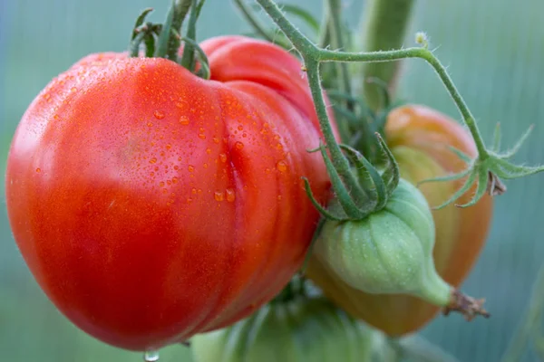 Giant tomatoes bull heart growing on the branch. — Stock Photo, Image