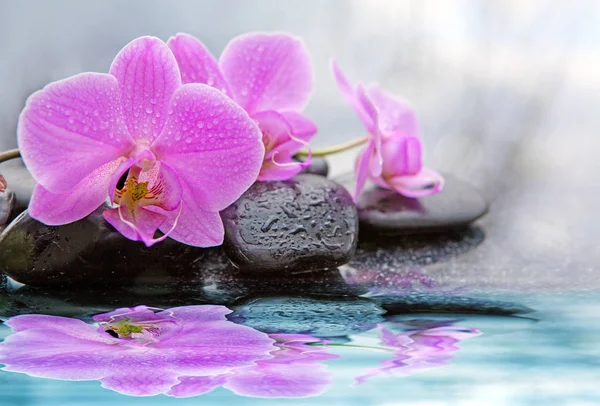 Flores de orquídea rosa refletidas na água . — Fotografia de Stock