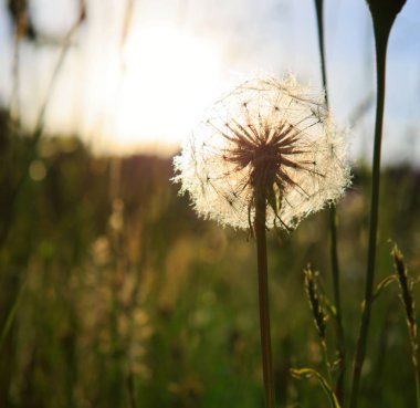 Karahindiba günbatımı karşı closeup.