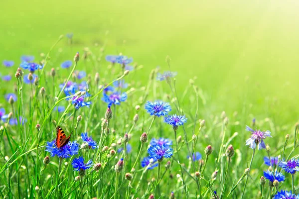 Farfalla arancione su fiori viola . — Foto Stock