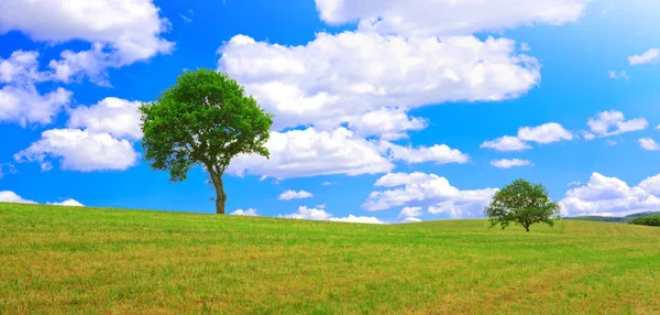 Arbre sur un pré vert et ciel bleu . — Photo