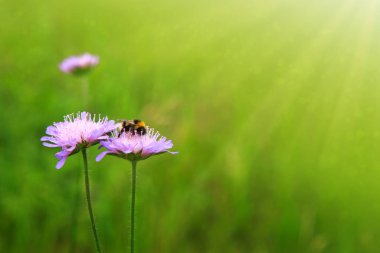 Arı ve mor çiçek makro çekim.