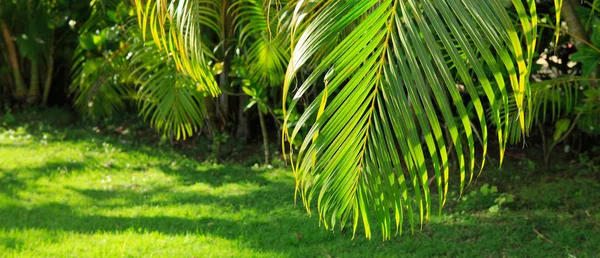 Sunlight over green palm leaves. — Stock Photo, Image