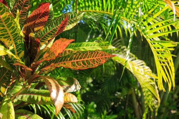 Sunlight over green palm leaves. — Stock Photo, Image