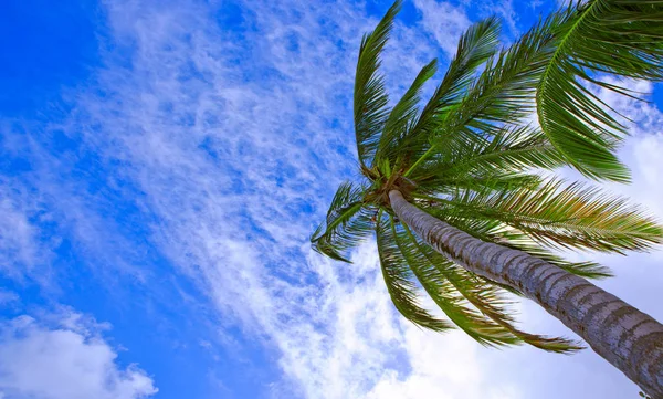 Hindistan cevizi palmiye ağacı üzerinde mavi gökyüzü. — Stok fotoğraf