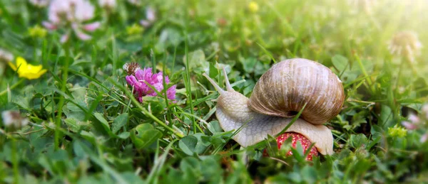 L'escargot rampe le long de la fraise
. Images De Stock Libres De Droits