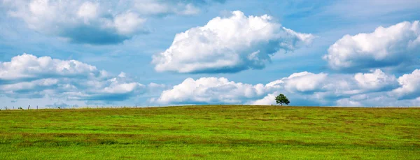 Un arbre sur le champ vert . — Photo