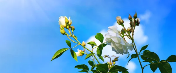 White climbing roses on sunny sky background. — Stock Photo, Image