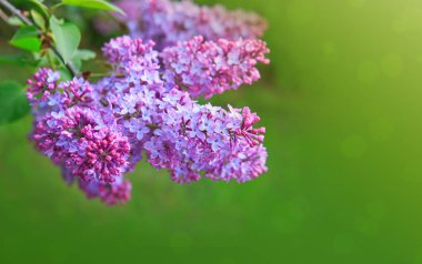 Lila çiçek yeşil izole.