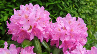 Güzel pembe Rhododendron.