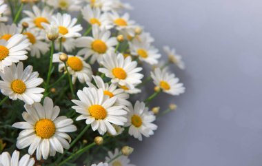 Beyaz papatya çiçekleri parlak güneş ışığında.