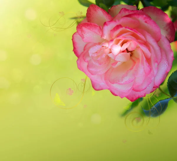 Pink rose background and butterflies. — Stock Photo, Image