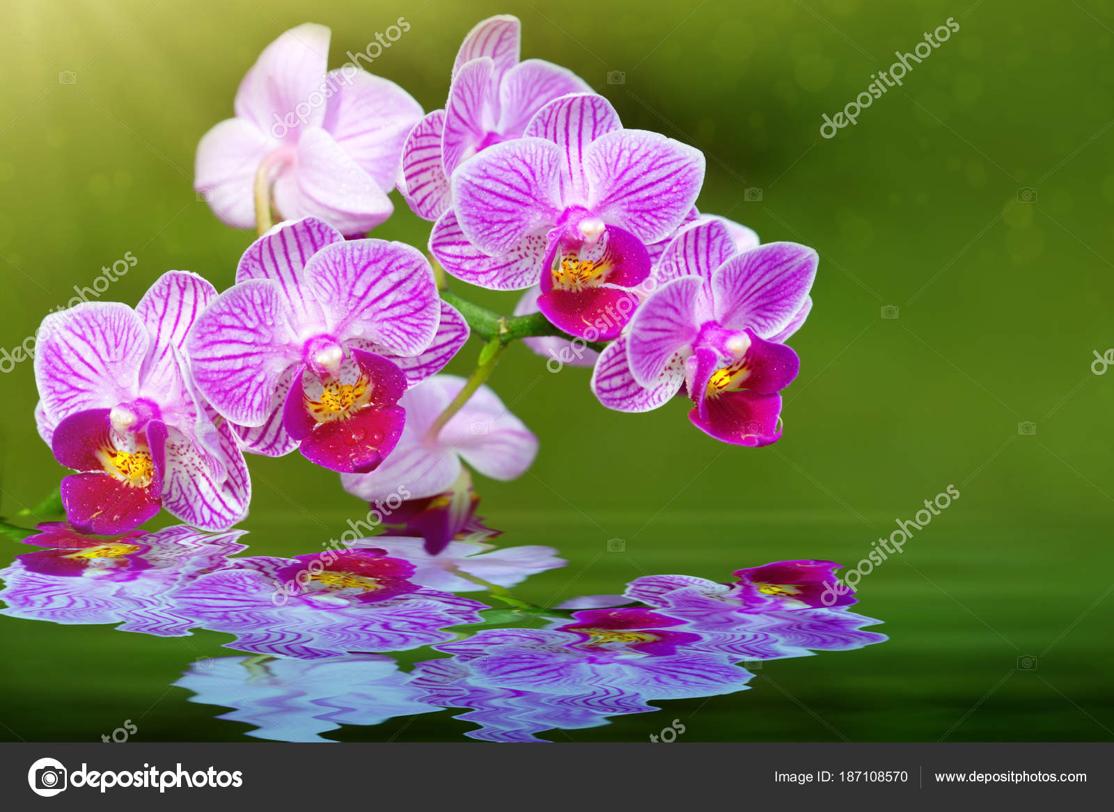 Fechar-se de uma orquídea rosa e reflexão de água . fotos, imagens de ©  swkunst #187108570