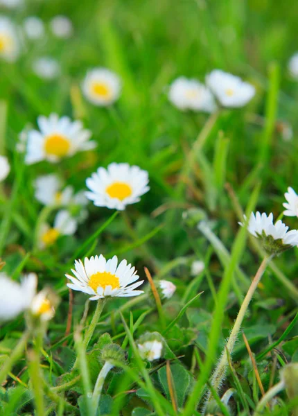 Spring daisy in the meadow. — Stock Photo, Image