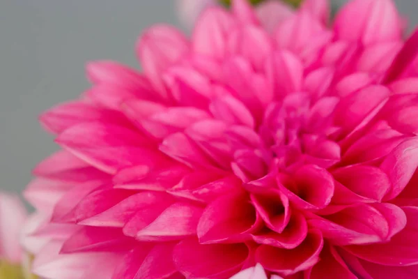 Makro obrázek dahlia květiny. — Stock fotografie