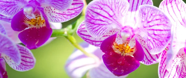 Różowa orchidea kwiecie tło. — Zdjęcie stockowe