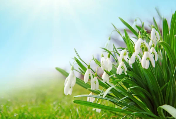 Vit snödroppe blommor isolerad på blå himmel. — Stockfoto