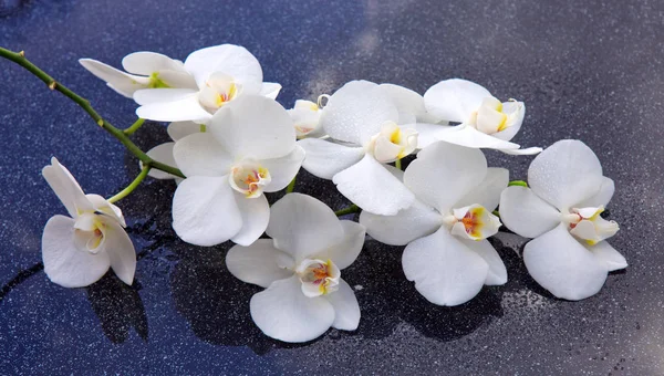 Spa háttér fehér orchidea. — Stock Fotó