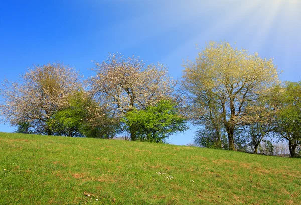 Spring field of grass and flowering trees with blue sky and sunlight. Stock Picture