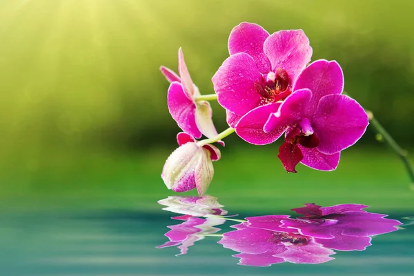 Rosa Orchideenblüten, die sich im Wasser spiegeln. Wellness-Hintergrund. — Stockfoto