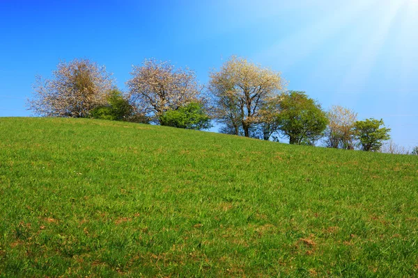 Våren fält av gräs och blommande träd med blå himmel och solljus. — Stockfoto