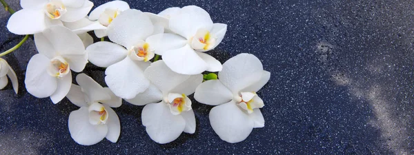Tło spa z Biała orchidea. — Zdjęcie stockowe