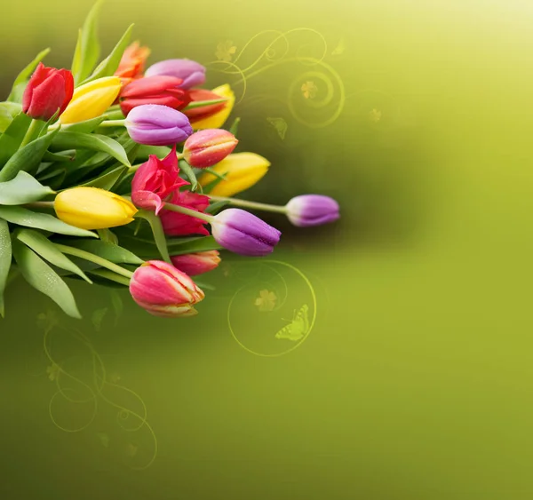 Весной красочные тюльпаны изолированы на зеленой поверхности . — стоковое фото