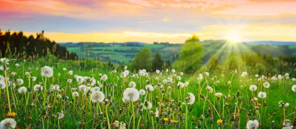 Spring sunset over the Dandelions field. — Stock Photo, Image