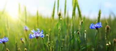Güneşli bir günde çiçekli yaz tarlası.