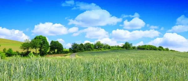 Field and blue sky with clouds. — Stock Photo, Image