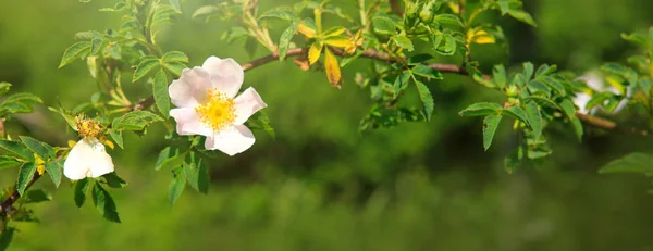 Białego Dzika róża na zielonym tle. — Zdjęcie stockowe