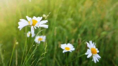 Makro çekim papatya.