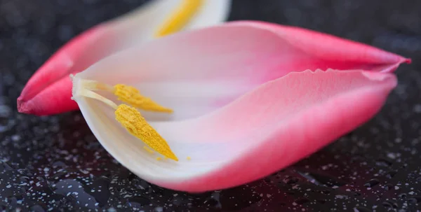 Rózsaszín tulipán szirmok makro lövés. — Stock Fotó