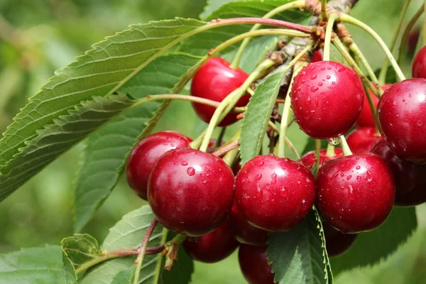 Bayas rojas cereza dulce en una rama de árbol de cerca . —  Fotos de Stock