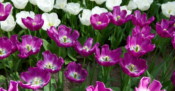 Violet tulips background. Easter background.