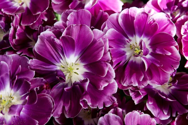 Fondo tulipanes violeta. Macro shot . —  Fotos de Stock