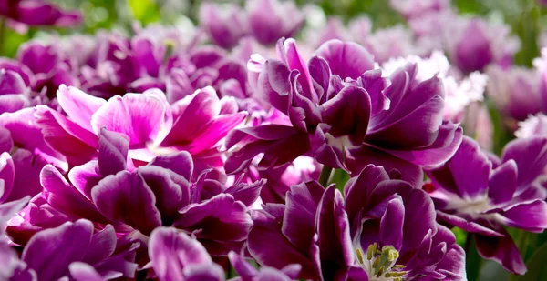 Фиолетовые тюльпаны. . — стоковое фото