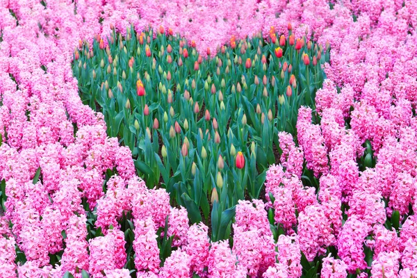 Hyacinths and heart-shaped tulip bed. — Stock Photo, Image