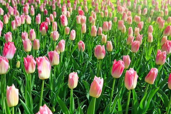 Weiße und rosa Tulpen Hintergrund. — Stockfoto